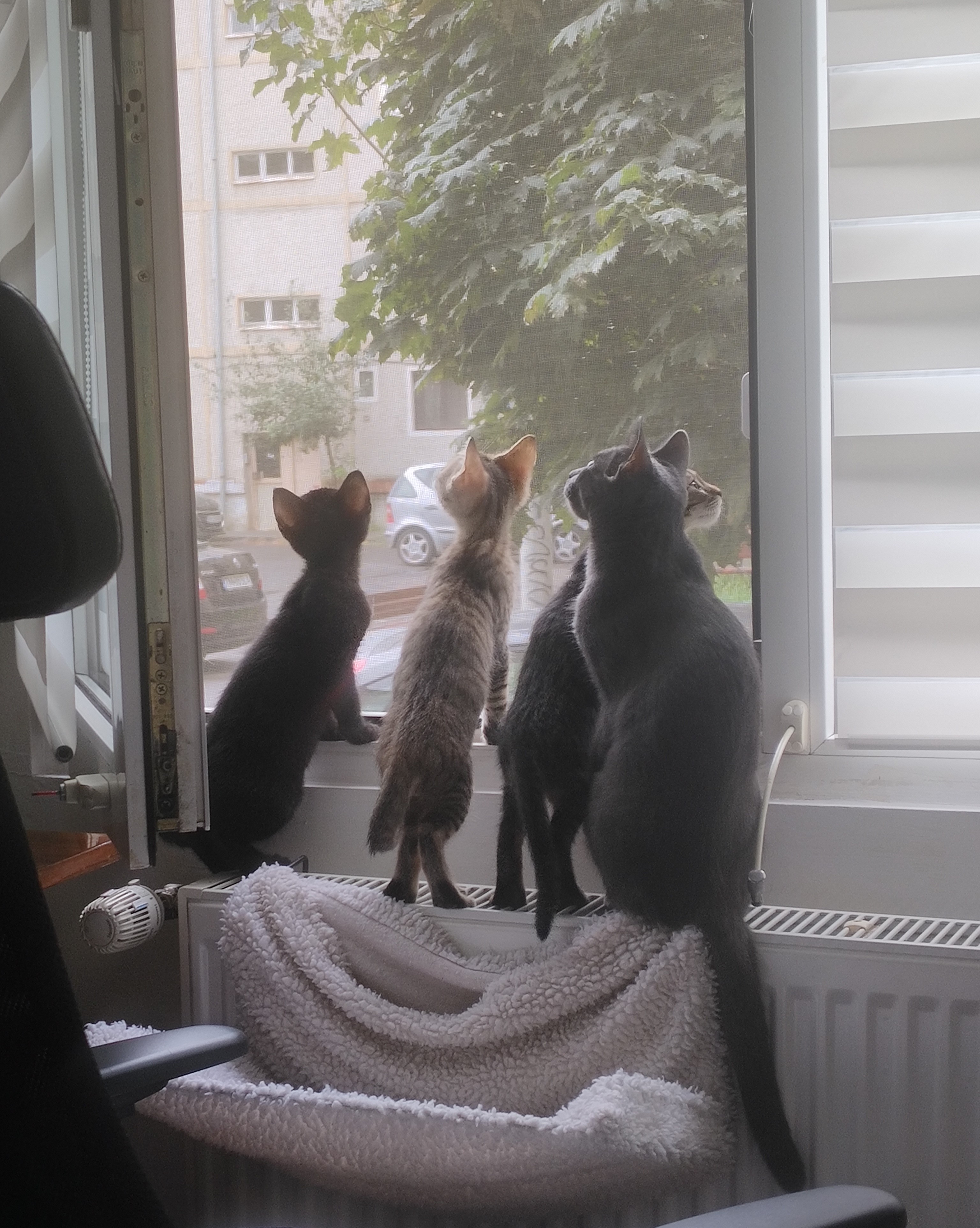 Image of cats